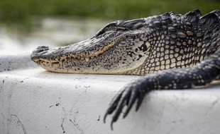 (Photo d'illustration) Un alligator en Louisiane.