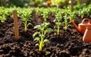Semez maintenant ces légumes anciens pour booster vos récoltes d’automne sans vous fatiguer