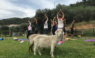 Le yoga chèvre se pratique sur les hauteurs de Nice.