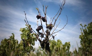 Le parquet de Villefranche-sur-Saône (Rhône) a réclamé de 700 à 5.000 euros d'amende contre des viticulteurs jugés pour un trafic de sucre destiné à surchaptaliser des vins du Beaujolais, des réquisitions qualifiées de "modérées" par l'un de leurs avocats.
