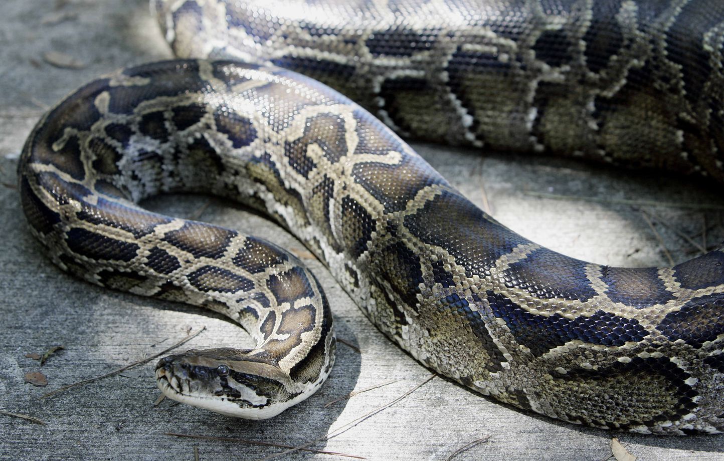 VIDEO. Indonésie: Un python géant de 8 mètres capturé par des villageois
