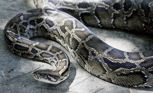 Illustration: Un python géant.