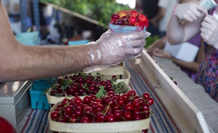 Illustration d'une exploitation de cerises.