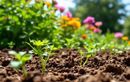 Ne tardez plus : les fleurs à semer fin juillet pour des massifs éclatants dès l’automne