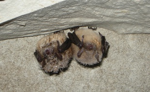 Deux murins en pleine hibernation avec condensation de gouttes d'humidité.