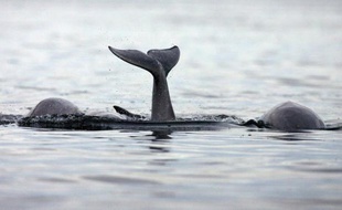 Trafic maritime, prospection pétrolière, traque de sous-marins, parcs éoliens offshore... N'en déplaise au commandant Cousteau et aux espèces qui y vivent, l'océan n'est pas le monde du silence.