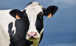 Une vache. Illustration.