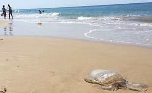 Méduse rhizostome échouée sur la plage de Soulac-sur-Mer (Gironde), le 8 juillet 2018.