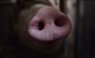 Deux cas de peste porcine africaine détectés sur des sangliers en Belgique ont été confirmés