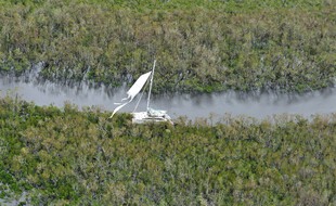 Image d'illustration de la mangrove en Australie.
