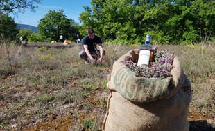 La farigoule est une liqueur typiquement provençale