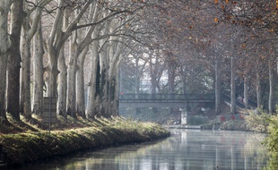 Les platanes du canal du Midi pourraient être sauvés grâce à un vaccin.