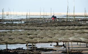 L'huître connectée est dissimulée dans les poches à huîtres et fonctionne comme un mouchard. Huitres. - Photo : Sebastien Ortola