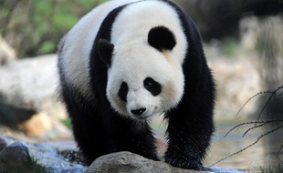 La femelle panda Huan-Huan le 23 juin 2016 au zoo de Beauval à Saint-Aignan-sur-Cher