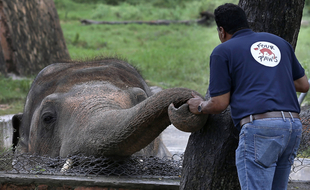 Kaavan, un éléphant obèse et maltraité depuis des années dans un zoo pakistanais, sera bientôt transféré dans une réserve au Cambodge.