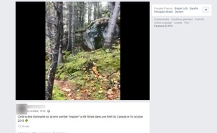 Dans cette vidéo, les arbres se soulèvent sous l'effet du vent.
