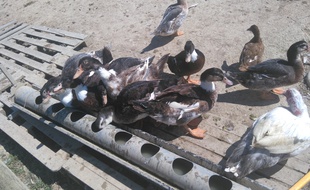 Illustration d'une exploitation de canards, dans le Gers.