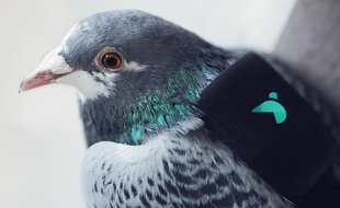 La ville de Londres a équipé dix pigeons de petits sacs à dos embarquant des instruments mesurant la qualité de l'air et transmettant les données sur Twitter.