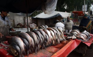 C'est l'histoire d'un Pakistanais qui rêvait de réussir en Occident. Condamné pour survivre à vendre du poisson dans un marché populaire de Londres, il a mis ses talents de chanteur à profit pour appâter les clients. Des badauds l'ont filmé, le clip a médusé des millions d'internautes et sa chanson entre aujourd'hui dans les palmarès.