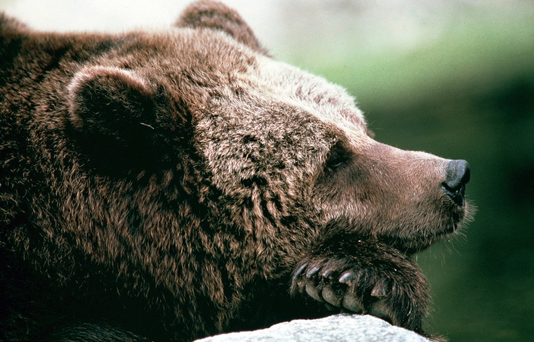 L Ours En Est Un Mots Fléchés Ours Brun Mots Fléchés - Pewter