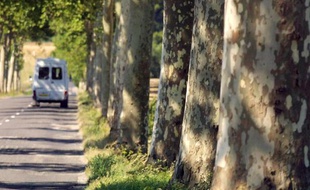 Un véhicule roule le 5 septembre 2001 près de Villasavary, dans l'Aude, sur une départementale bordée de platanes