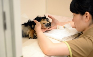 Un chien reçoit des soins dans le centre pour chiens âgés de Tokyo, le 2 juillet 2014.