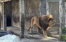 Le propriétaire d’un zoo poursuivi pour plus de 350 faits de négligence