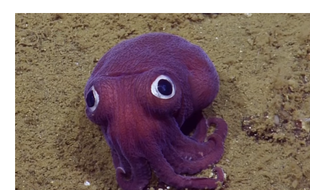 Une étonnante pieuvre de couleur violette et aux yeux semblant écarquillés a été découverte en août 2016 lors d'une expédition scientifique menée au large de la Californie (Etats-Unis).