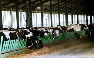 Partie du cheptel de la ferme dite des 1.000 vaches de Ducrat, dans la Somme, le 30 mai 2015