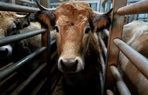 Un abattoir d’Ariège fermé temporairement après un incident sur une chaîne