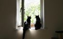 Votre chat passe des heures à observer dehors ? Découvrez les vraies raisons derrière ce besoin obsessionnel de guetter