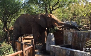 L'éléphant vient se rafraîchir dans la piscine.