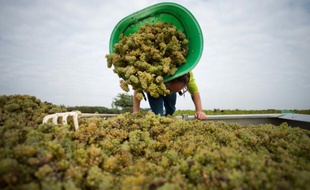 Vendanges le 21 septembre 2015 dans les vignes du Muscadet au domaine des Cognettes, à Clisson, près de Nantes