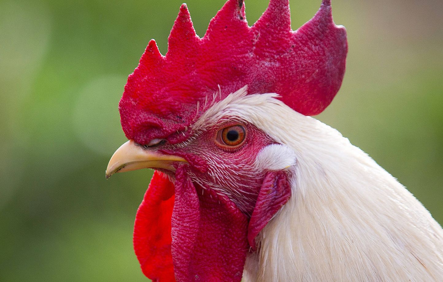 Le coq qui rit rians shop