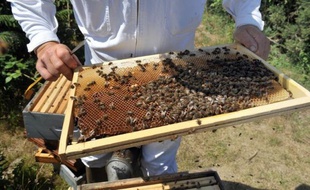 Un virus très contagieux transmis par l'acarien parasite "Varroa" contribuerait à la propagation et probablement à la mort de millions d'abeilles dans le monde, selon des chercheurs américains et britanniques dont les travaux ont été publiés jeudi aux Etats-Unis.