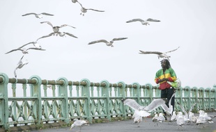 Les experts se sont accordés à dire qu'il y a actuellement plus de mouettes que jamais dans le sud de l'Angleterre. Ici, à Brighton.