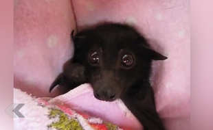 Une chauve-souris fait craquer les internautes