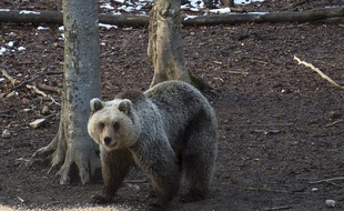 Un ours slovène, comme ceux qui ont été réintroduits dans les Pyrénées. Illustration.