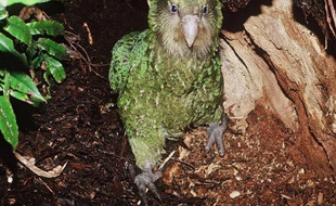 Incapable de voler, lent à se déplacer, préférant parfois la compagnie des hommes à celles de ses congénères femelles, le kakapo, un grand perroquet de Nouvelle-Zélande, était sur le point de disparaître. Mais des années d'efforts vont peut-être sauver l'espèce.