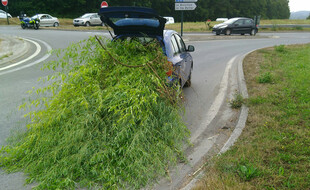 A Plédran, près de Saint-Brieuc, un automobiliste a été verbalisé pour avoir transporté des bambous dépassant largement de son coffre.