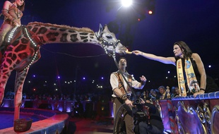 La Princesse Stéphanie de Monaco donne à manger à une girafe, en janvier 2018 au Festival international du cirque de Monte-Carlo