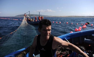 Un pêcheur s'apprête à hisser les thons capturés avec le système des madragues ou "almadrabas", le 21 mai 2015 à Barbate, dans le sud de l'Espagne