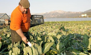 Jean-Marie Gioanni cultive plusieurs hectares dans la plaine du Var, près de Gattières.