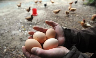 Des oeufs produits dans un élevage bio, en 2013 en France
