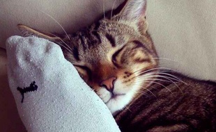 Photo d'un chat pas stressé d'une internaute de 20Minutes.fr