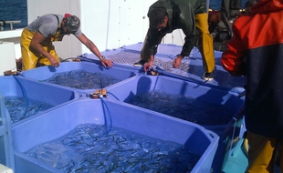 Plusieurs centaines de sardines ont été prélevées en mer avec l'aide des pêcheurs professionnels.