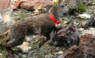 Un bouquetin court après avoir été remis en liberté par des gardes du Parc Naturel de Chartreuse le 11 mai 2010 sur la commune d'Entremont le Vieux