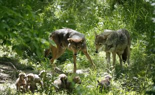 Des loups (illustration).