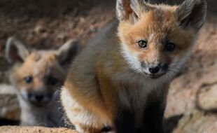 1.700 renards pourront être abattus d'ans l'Oise (illustration).