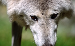 Un loup au zoo de Mulhouse.